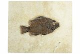 Fossil Fish (Cockerellites) - Wyoming #252164-1